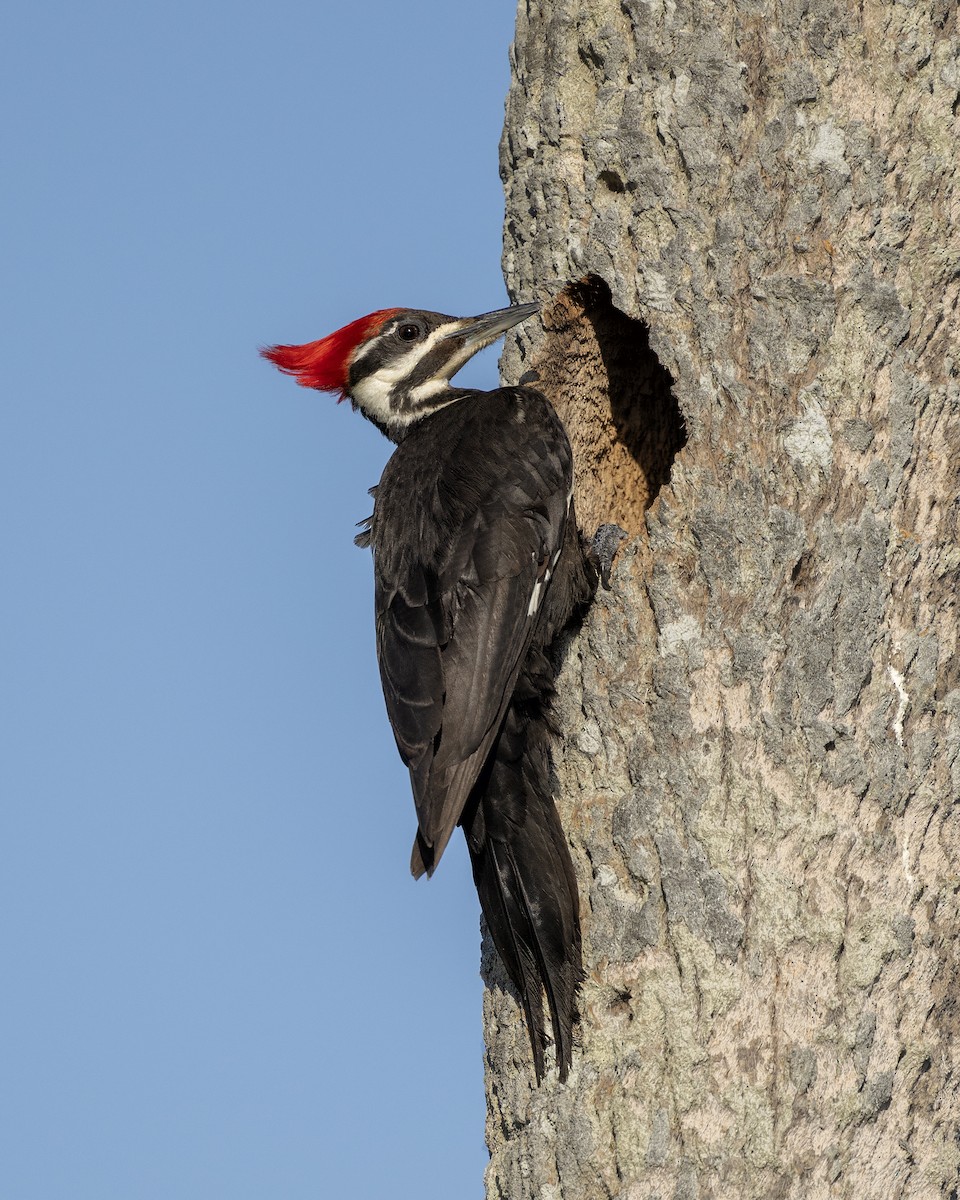 Pileated Woodpecker - ML618979885