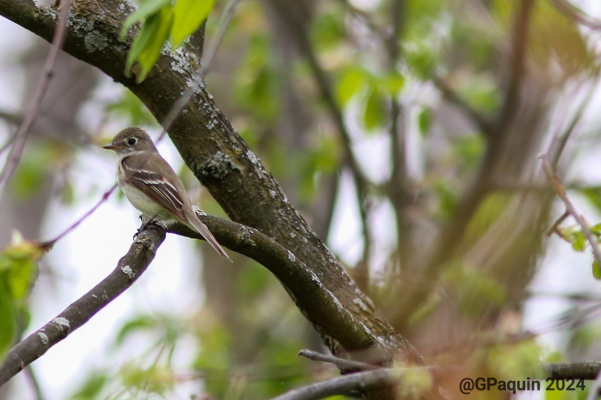 Least Flycatcher - Guy Paquin