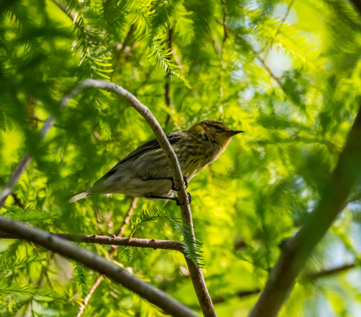 Cape May Warbler - ML618979963