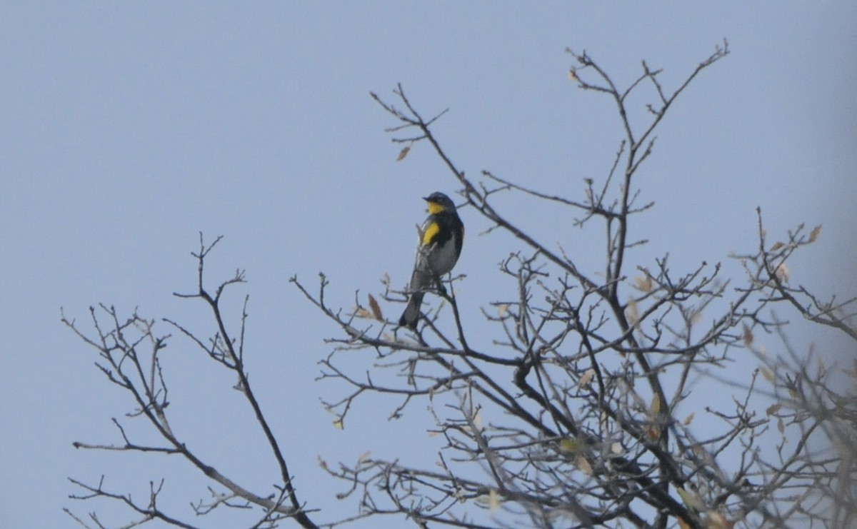 Yellow-rumped Warbler (Audubon's) - Donna L Dittmann