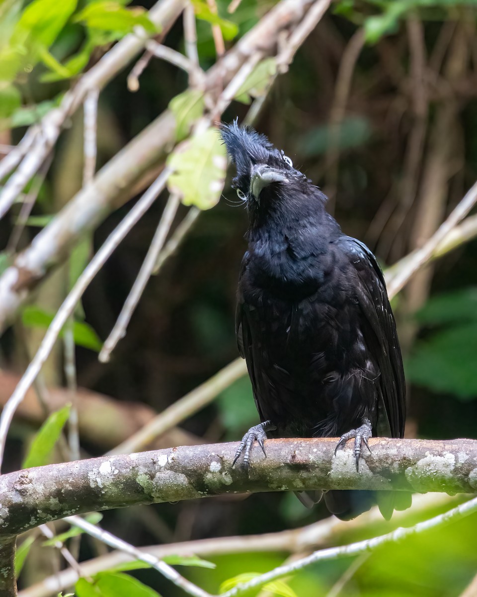 Amazonian Umbrellabird - ML618979987