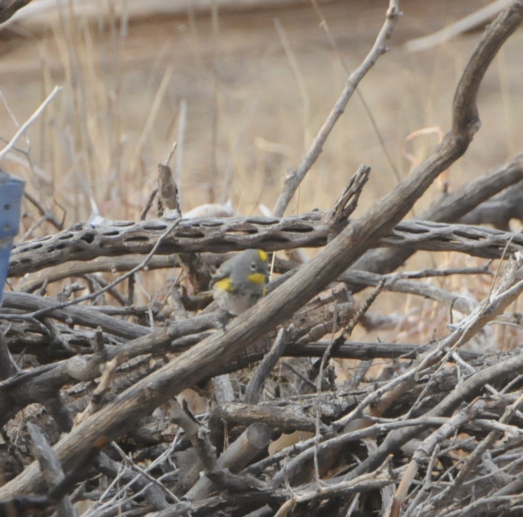 Yellow-rumped Warbler (Audubon's) - ML618979990