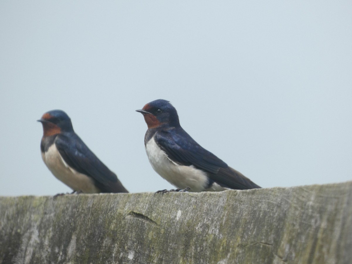 Barn Swallow - Mike Tuer