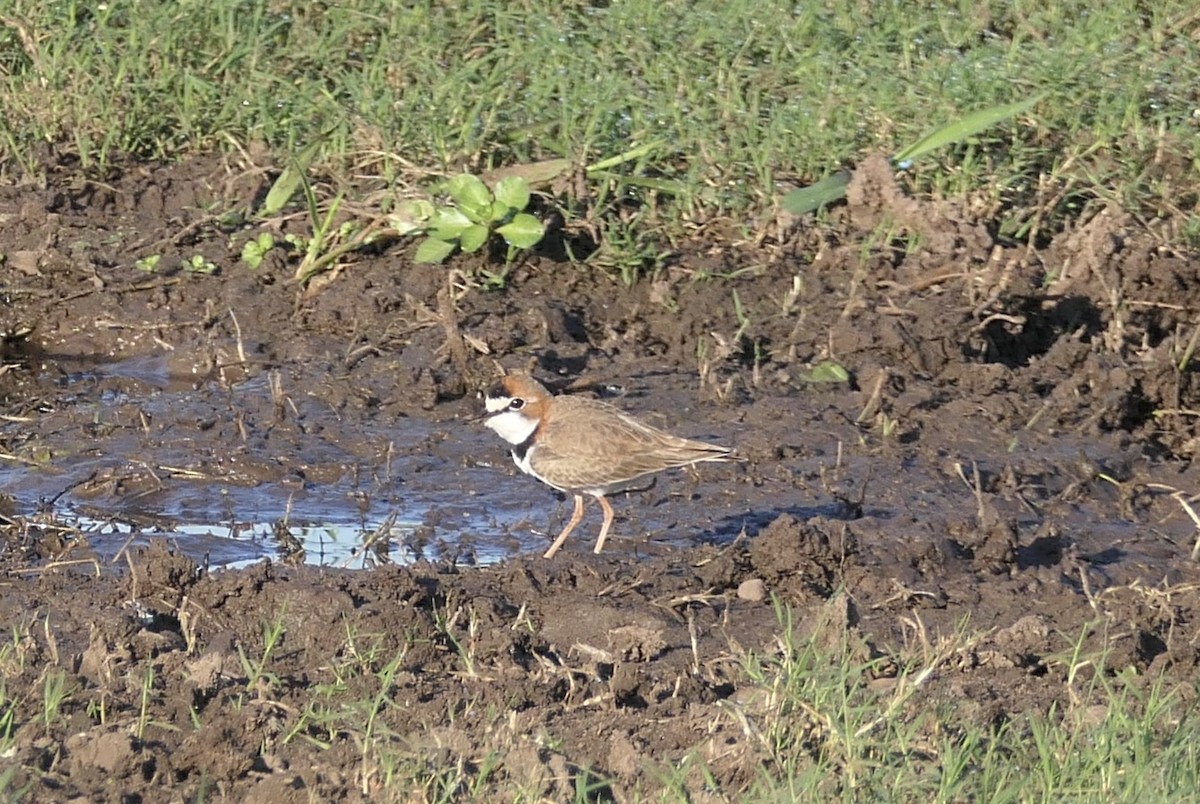 Collared Plover - ML618980035