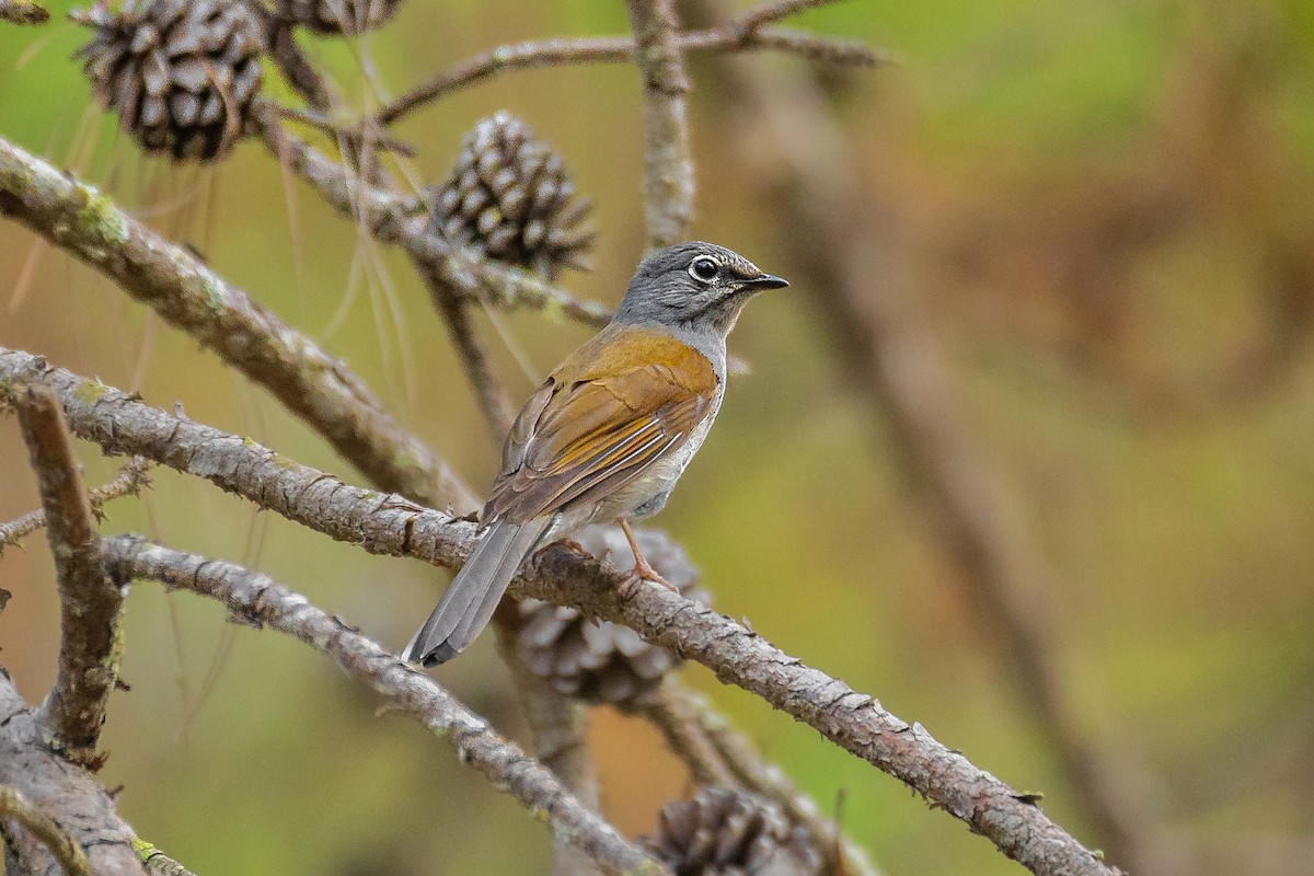 Brown-backed Solitaire - ML618980037