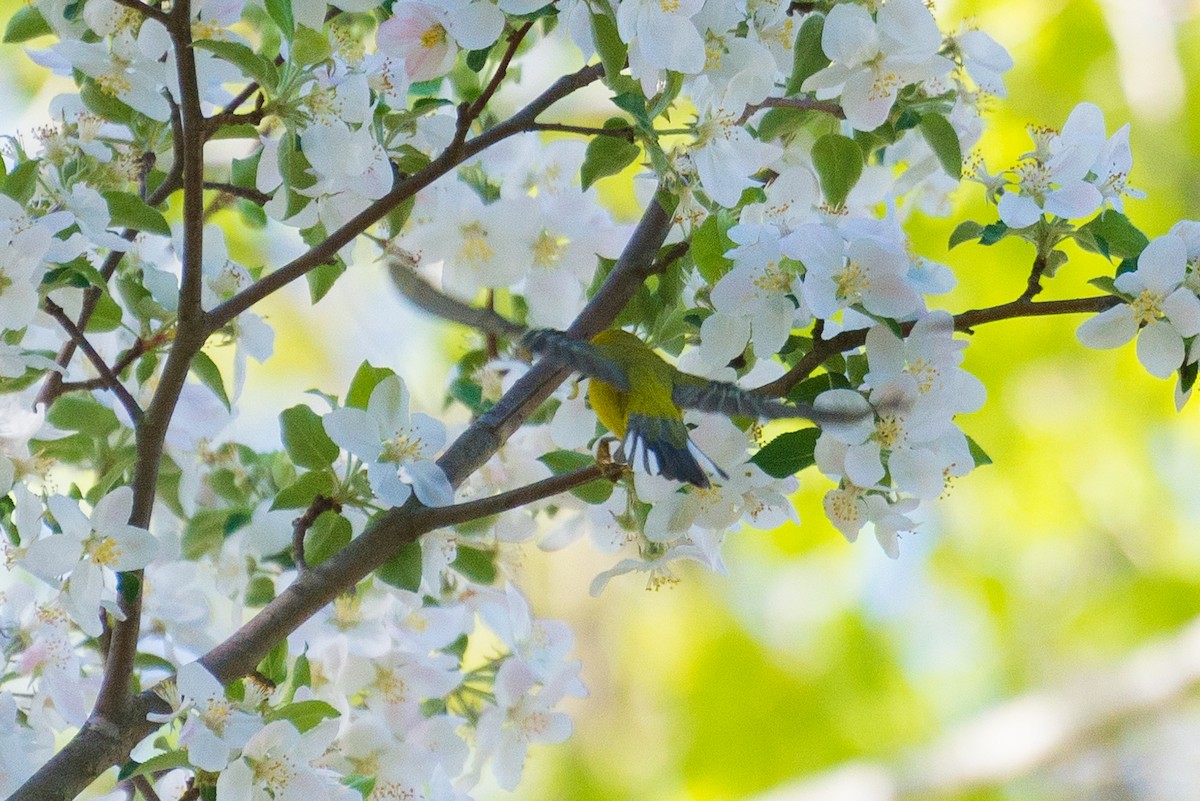 Blue-winged Warbler - Jason Hedlund