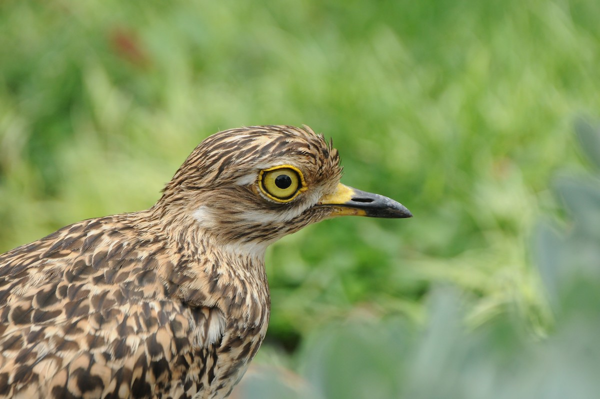 Spotted Thick-knee - ML618980075