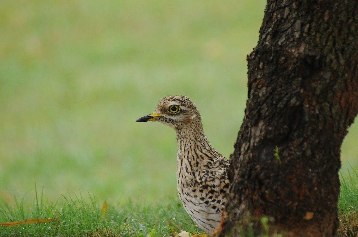 Spotted Thick-knee - ML618980078