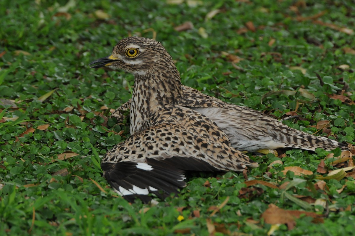 Spotted Thick-knee - ML618980079