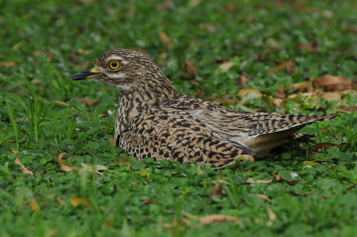 Spotted Thick-knee - ML618980081