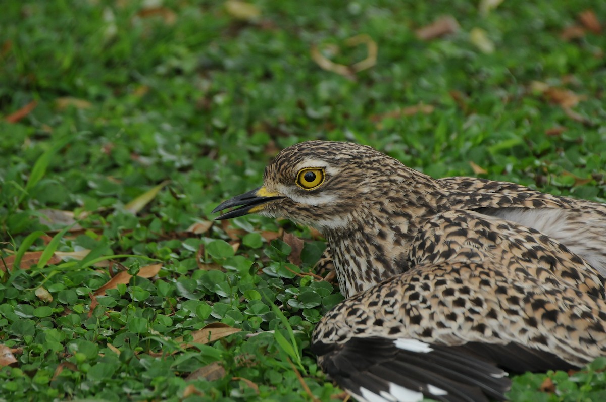 Spotted Thick-knee - ML618980082