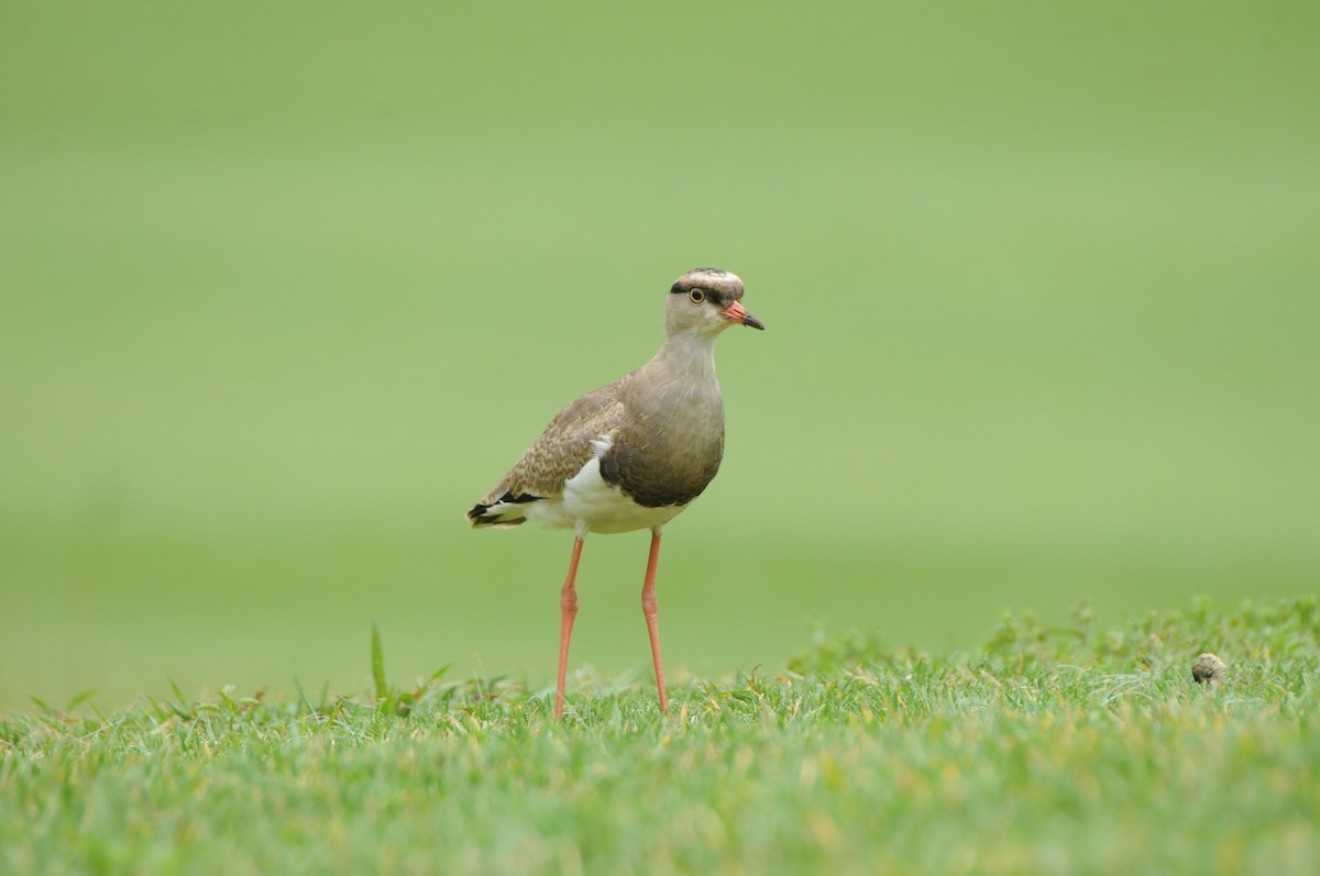 Crowned Lapwing - ML618980115