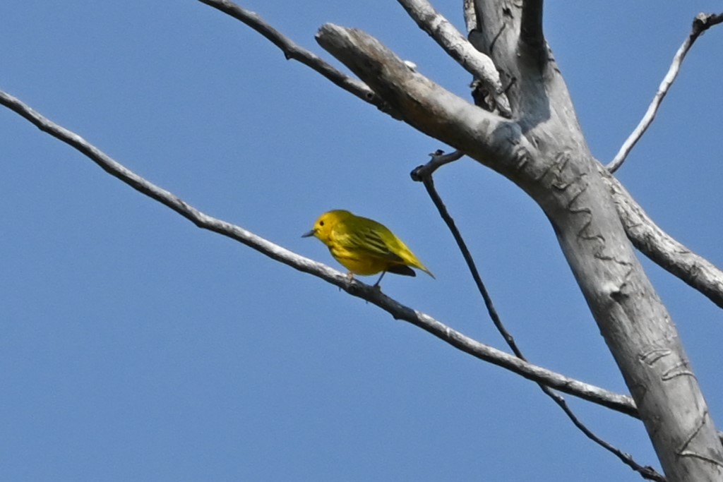 Yellow Warbler - ML618980126