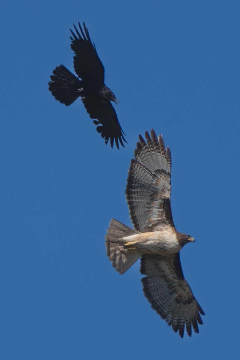 Red-tailed Hawk - ML618980163