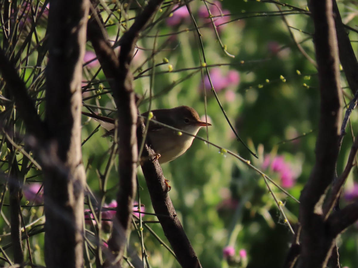 Common Reed Warbler - ML618980170