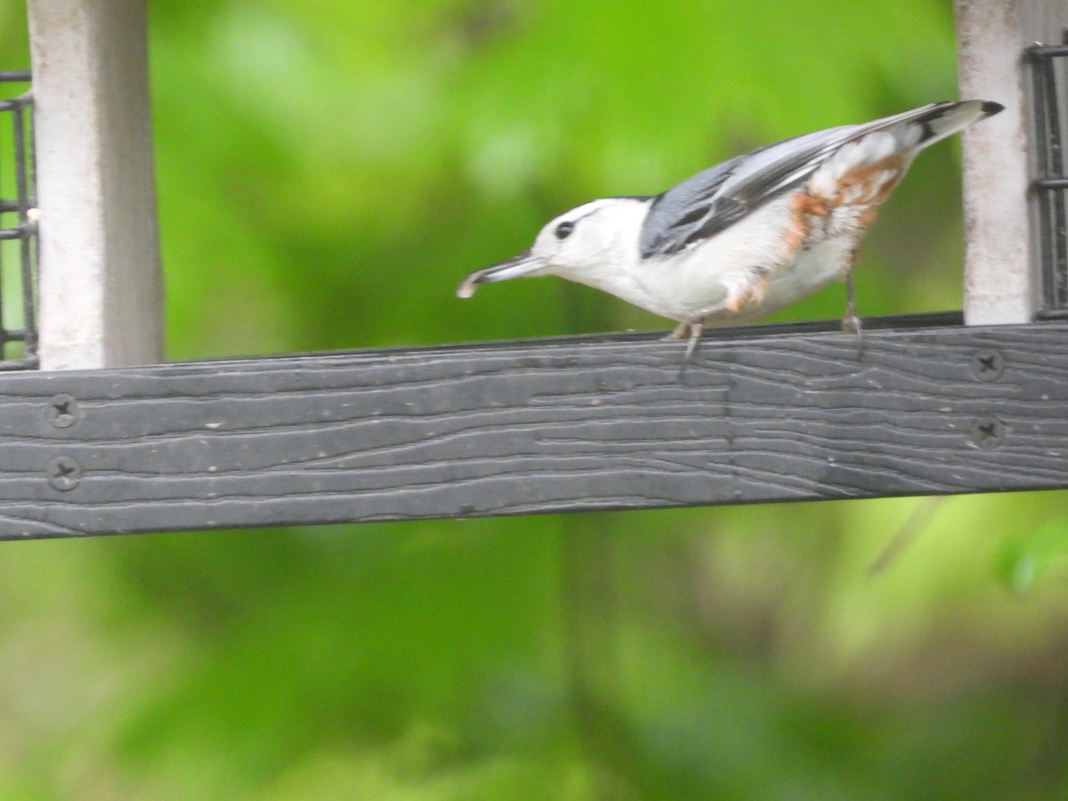White-breasted Nuthatch - ML618980193