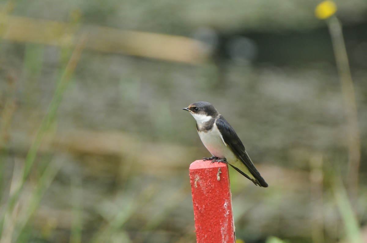 White-throated Swallow - ML618980199