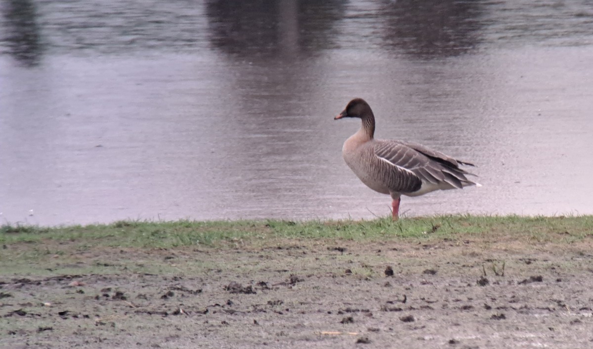 Pink-footed Goose - ML618980201