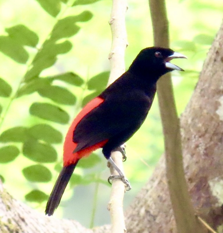 Scarlet-rumped Tanager - ML618980214