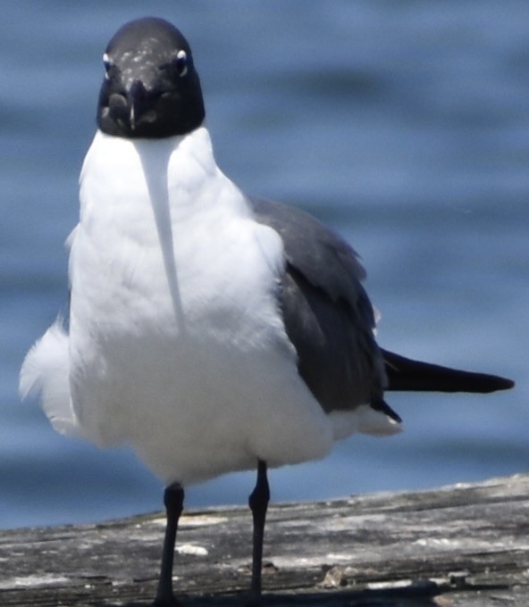 Laughing Gull - Dale Morrow