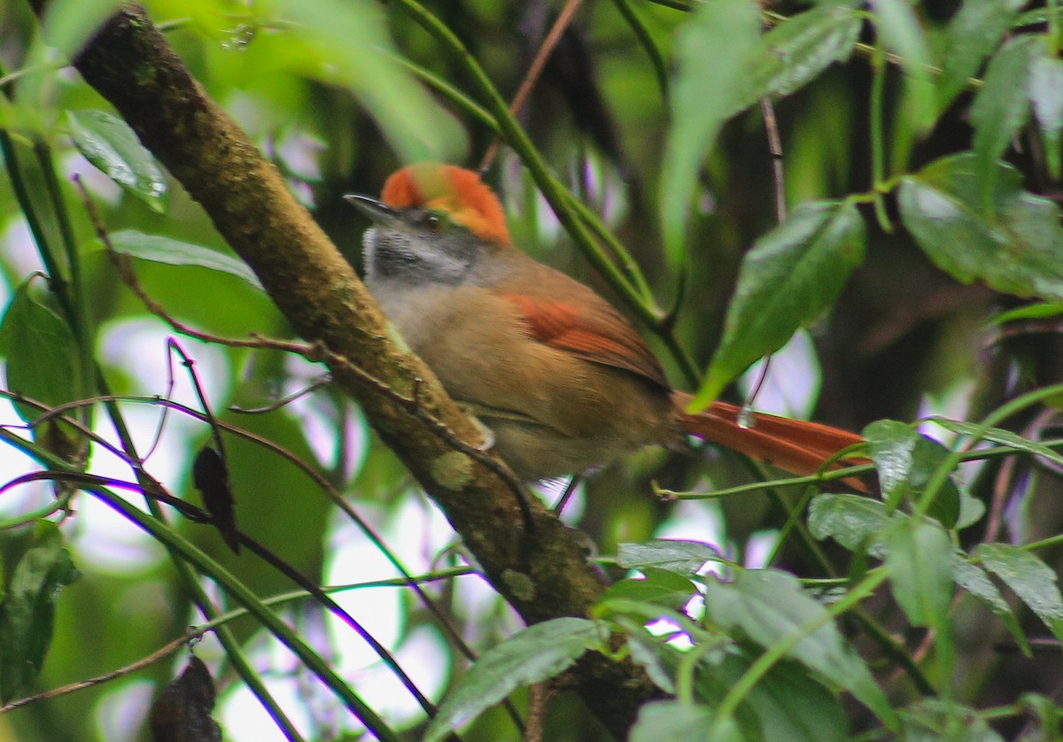 Rufous-capped Spinetail - ML618980303