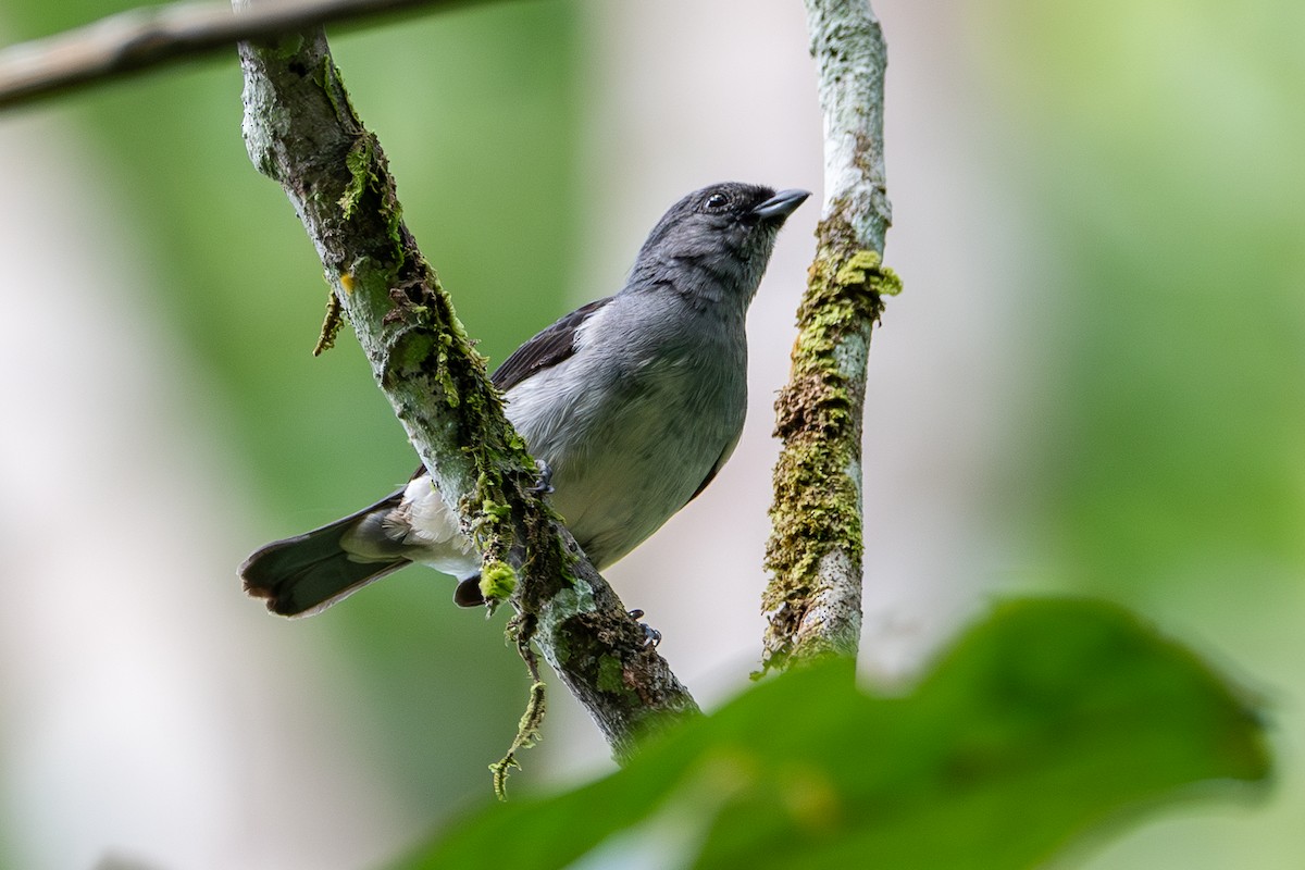 Plain-colored Tanager - ML618980304