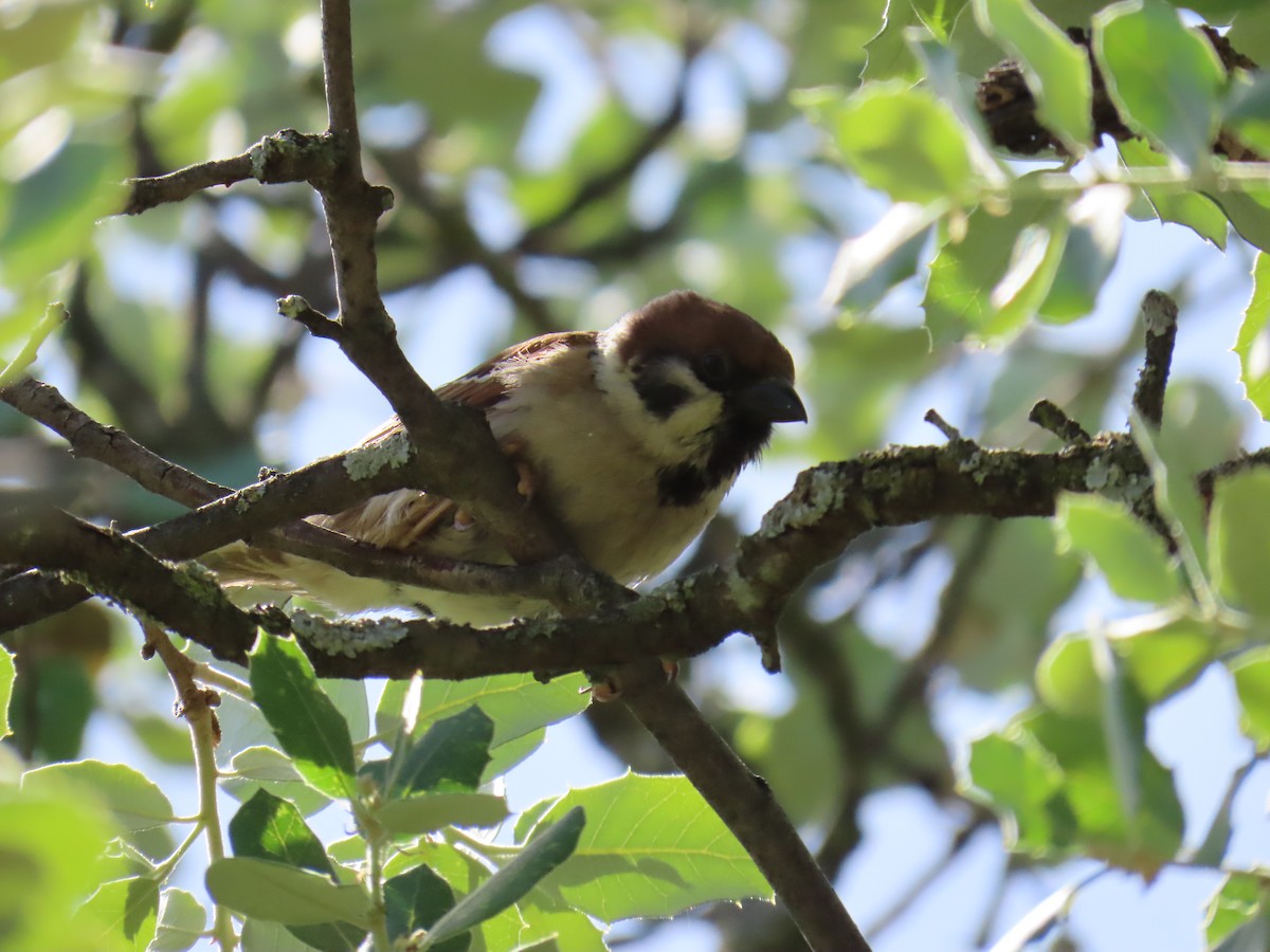 Eurasian Tree Sparrow - Sergio Calderon