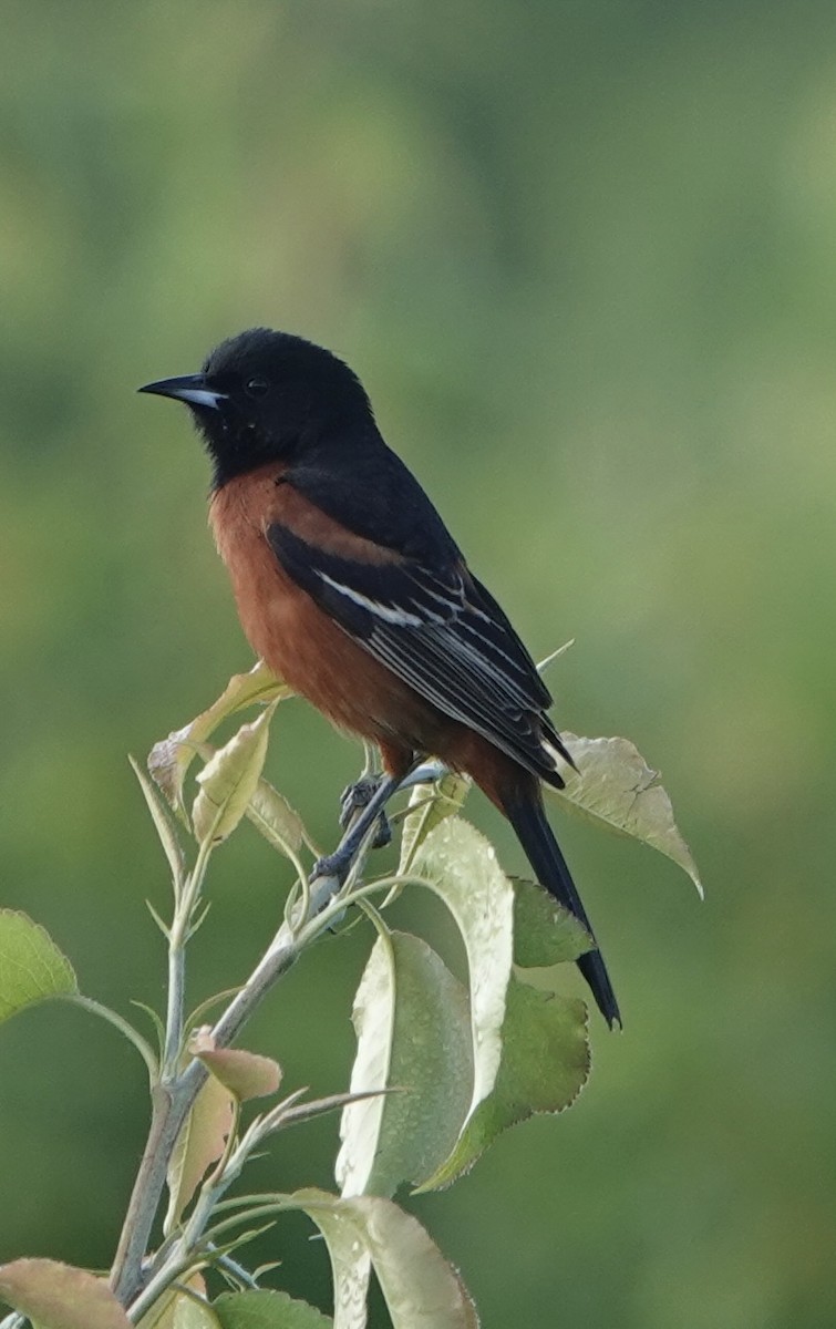 Orchard Oriole - ML618980323