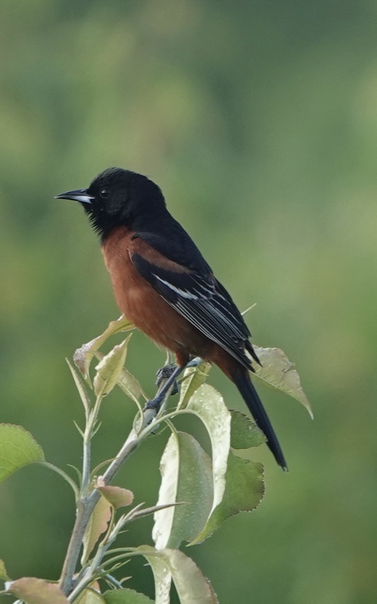Orchard Oriole - ML618980324