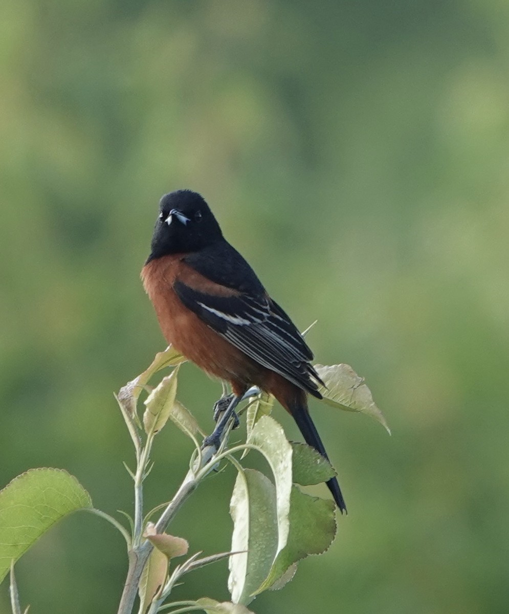 Orchard Oriole - ML618980325