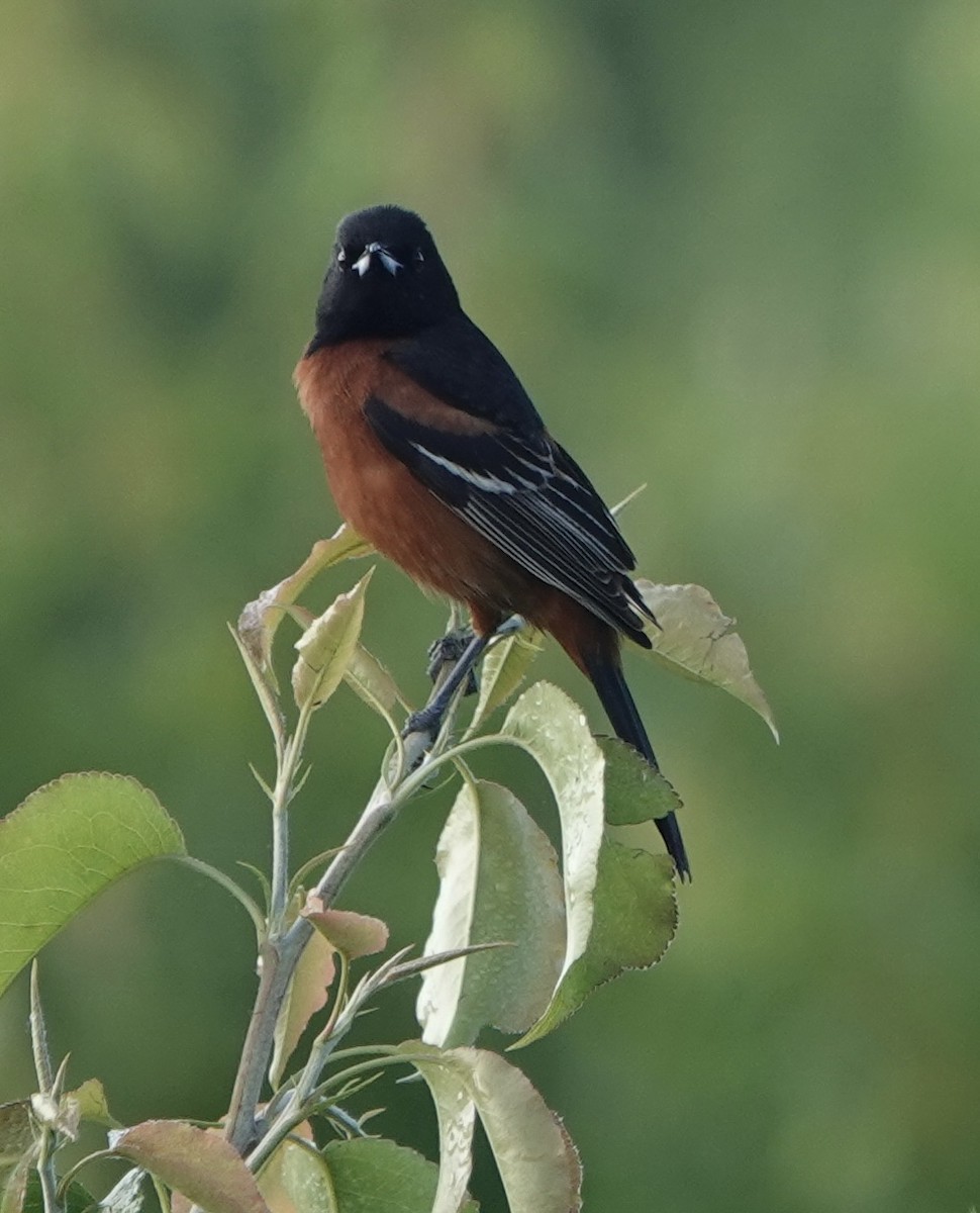Orchard Oriole - ML618980326