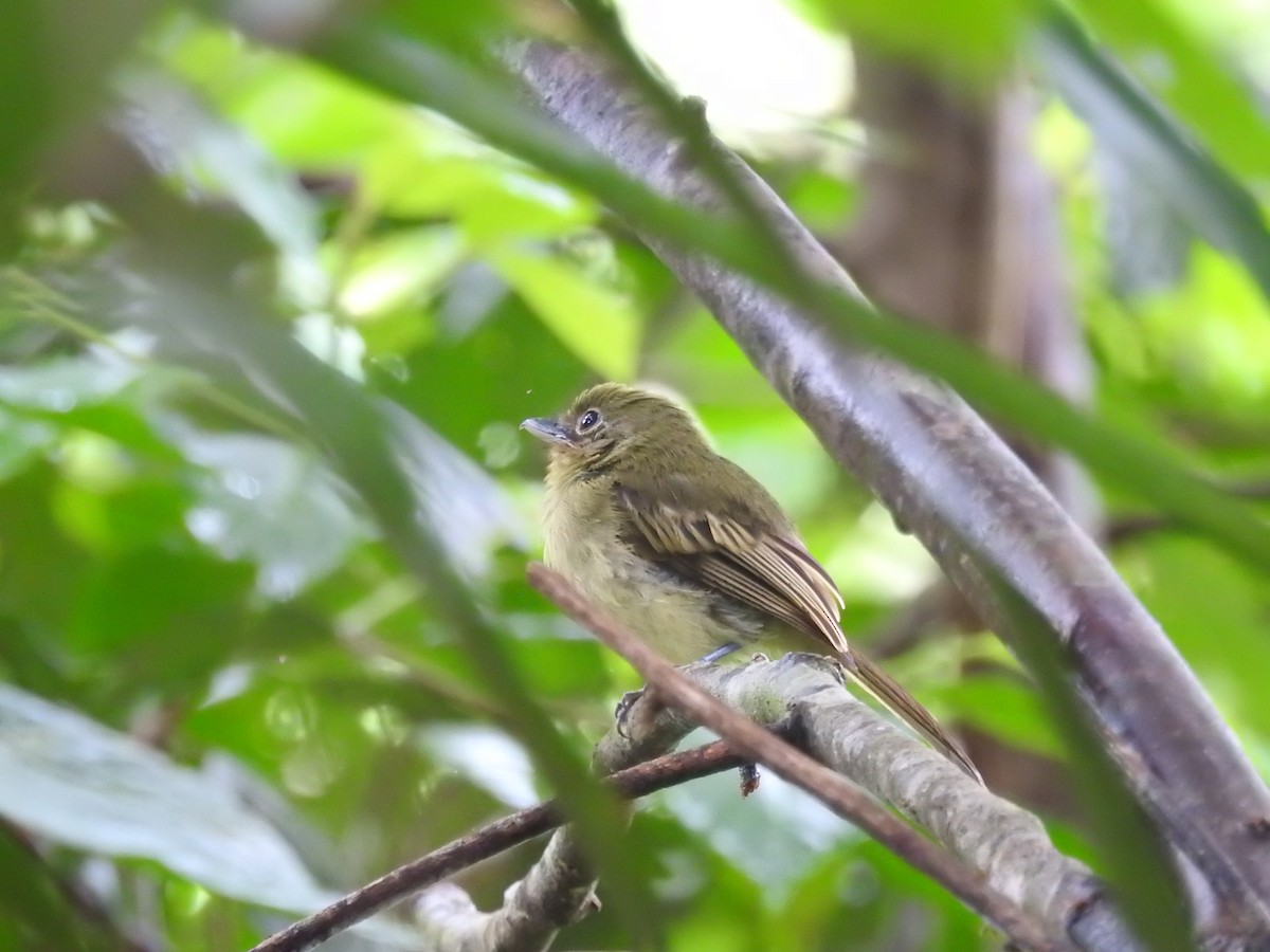 Western Olivaceous Flatbill - Kevin Carrera