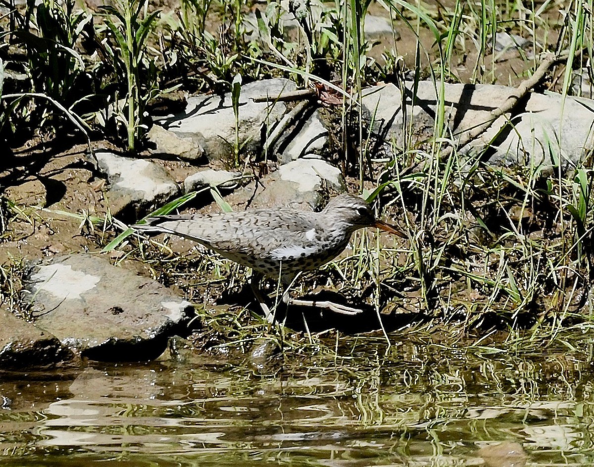 Spotted Sandpiper - Win Ahrens
