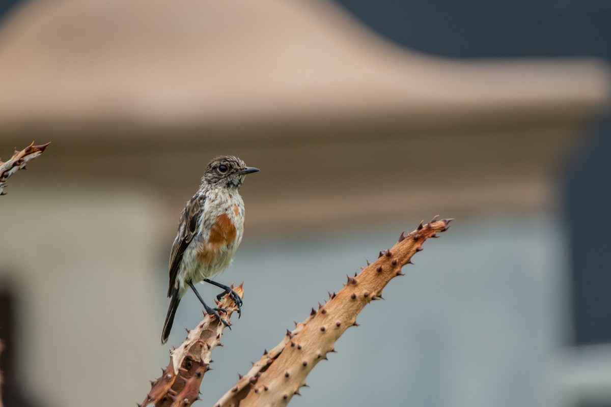 African Stonechat (African) - ML618980447