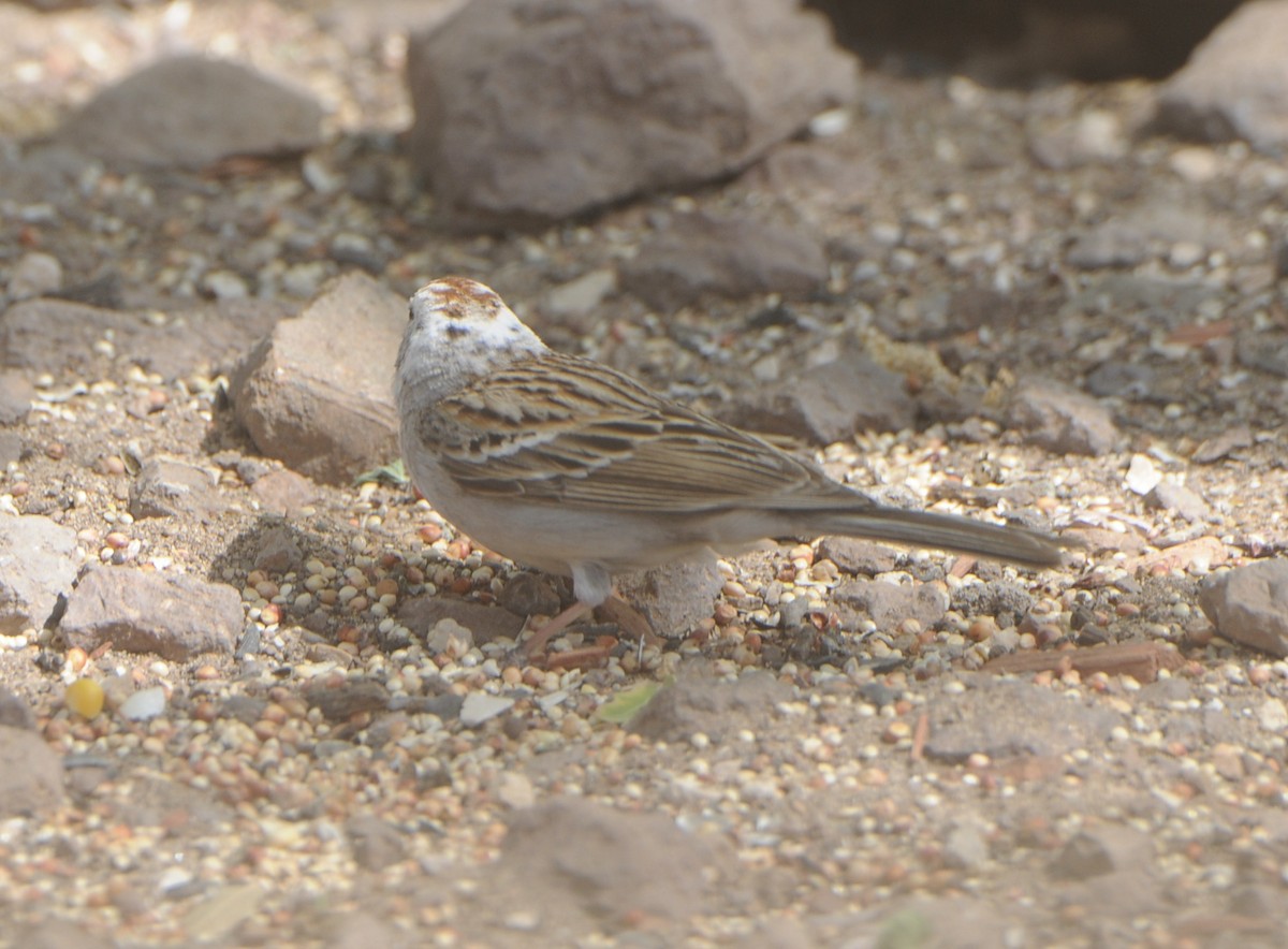 Chipping Sparrow - ML618980456