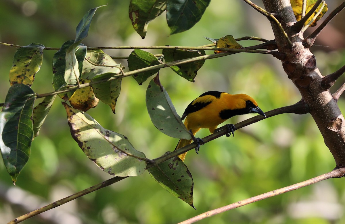 Yellow-tailed Oriole - ML618980512