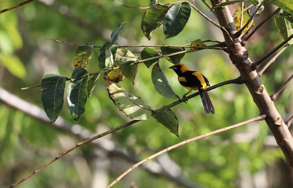 Yellow-tailed Oriole - ML618980513