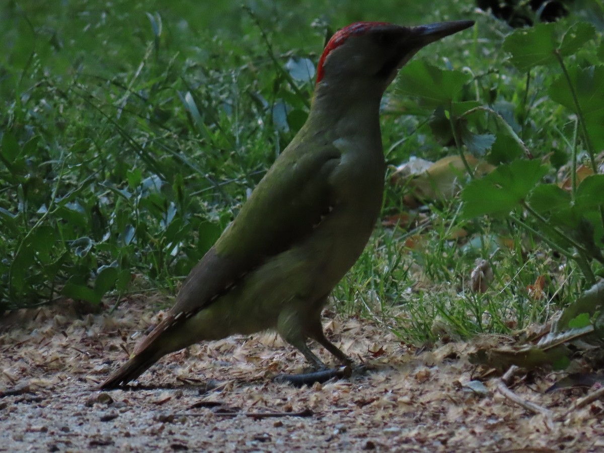 Iberian Green Woodpecker - Sergio Calderon