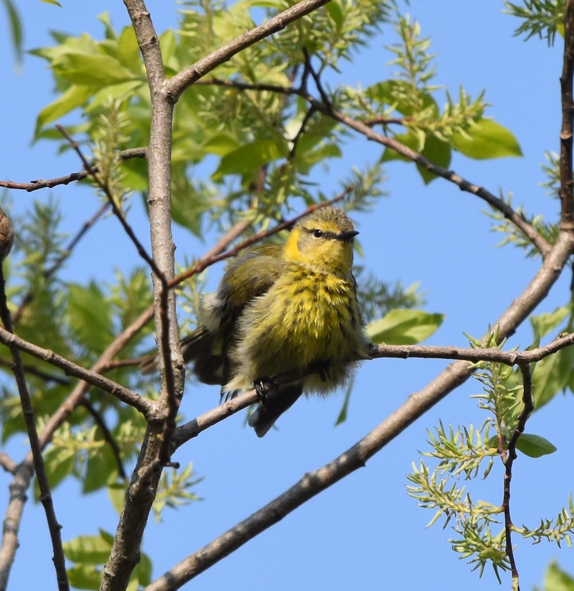 Cape May Warbler - ML618980517