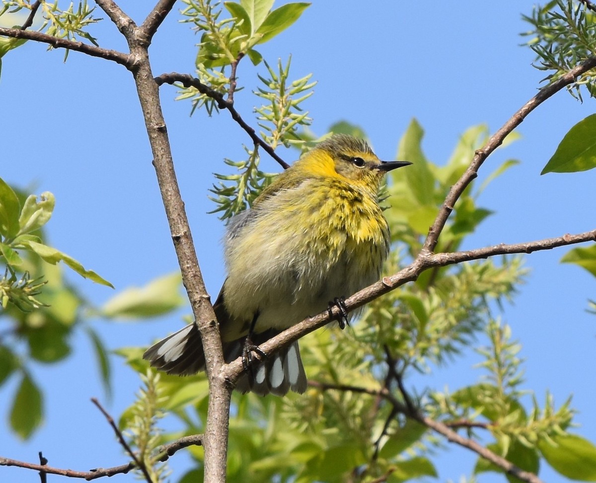 Cape May Warbler - ML618980524