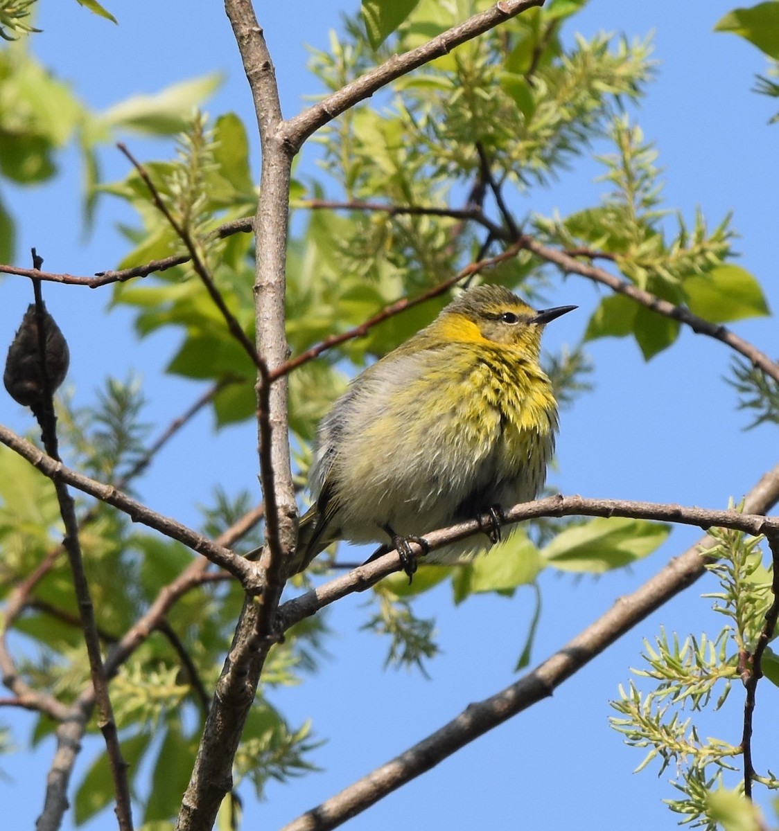 Cape May Warbler - ML618980525