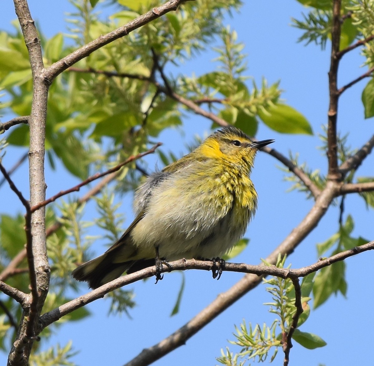 Cape May Warbler - ML618980526