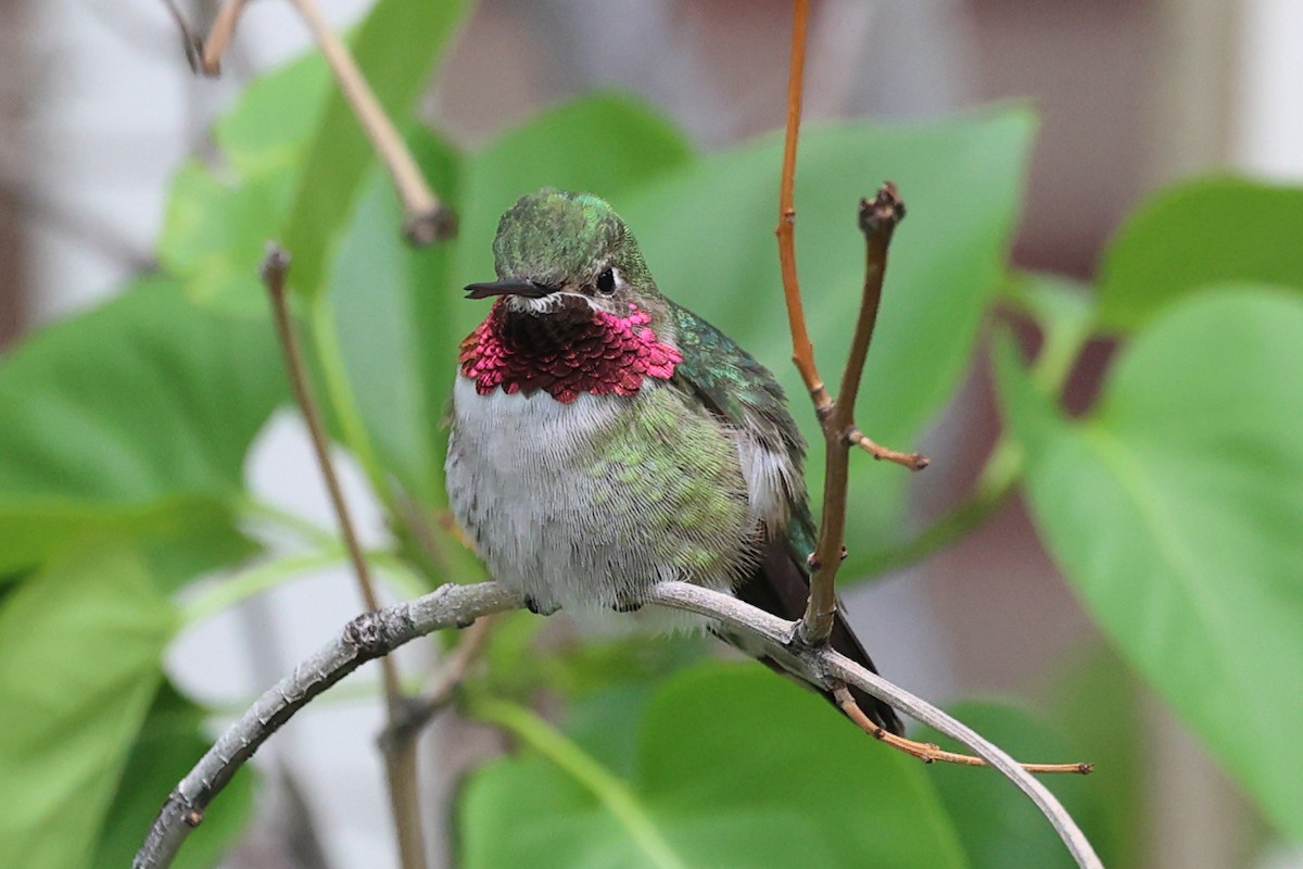 Broad-tailed Hummingbird - Mary McGreal