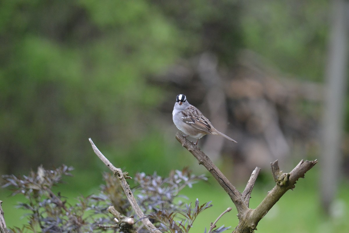White-crowned Sparrow - ML618980583