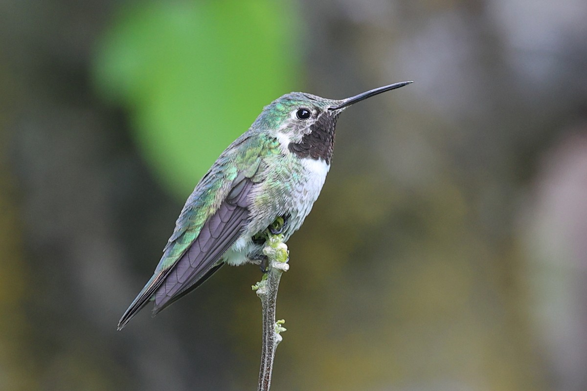Broad-tailed Hummingbird - Mary McGreal
