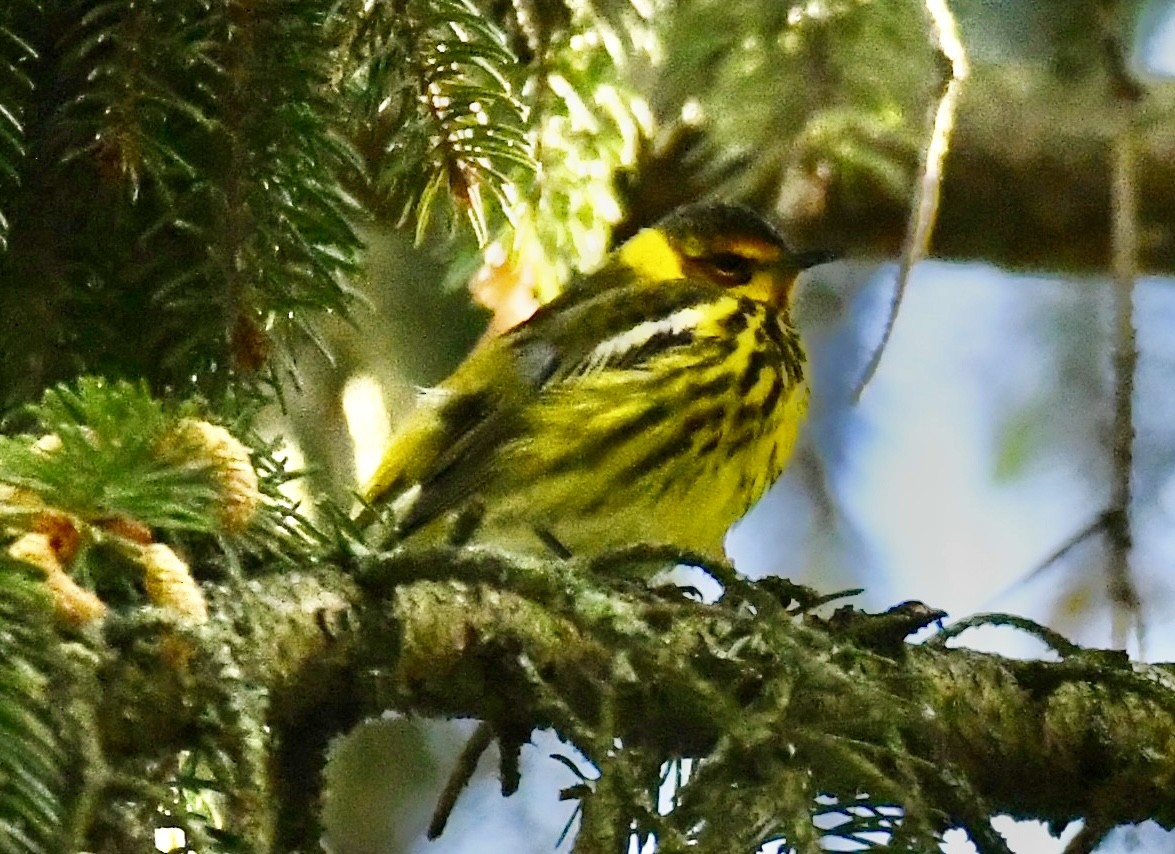 Cape May Warbler - ML618980629