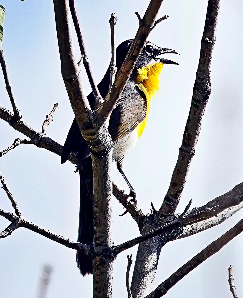 Yellow-breasted Chat - ML618980661