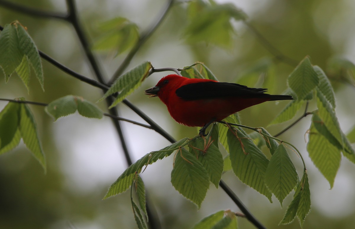 Scarlet Tanager - ML618980723