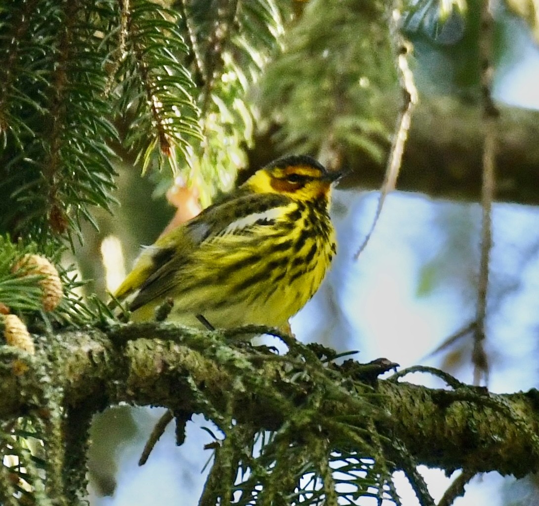 Cape May Warbler - ML618980728