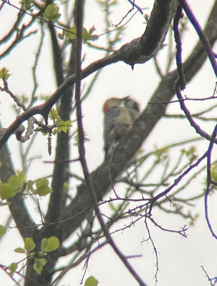 Red-bellied Woodpecker - ML618980731